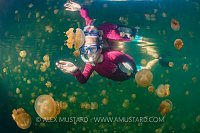 Snorkelling With Jellyfish. Palau