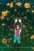 Snorkelling With Jellyfish. Palau