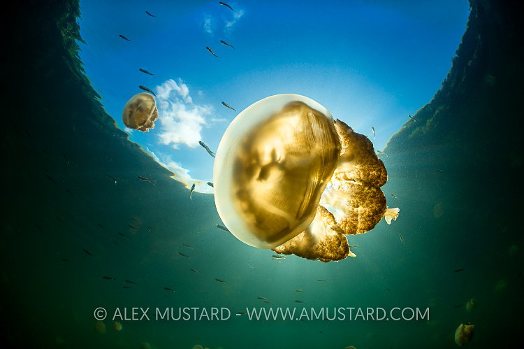 A pair of golden jellyfish (Mastigias sp.) in a marine lake in Palau, the golden colour of this species comes from symbiotic algae in its tissues. Jellyfish Lake, Eil Malk island, Rock Islands, Palau. Tropical north Pacific Ocean.