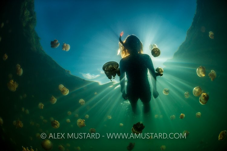 Snorkelling With Jellyfish. Palau