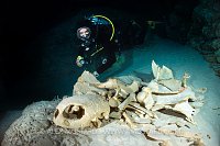 Turtle Skeleton. Palau