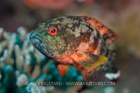 Grouper Portrait. Palau
