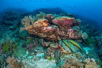 Sleeping Turtle. Palau