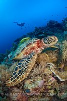 A female green turtle (green sea turtle: Chelonia mydas) rests on a coral reef with diver behind. Rock Islands, Palau, Mirconesia. Tropical west Pacific Ocean.