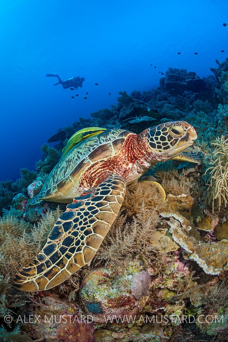 A female green turtle (green sea turtle: Chelonia mydas) rests on a coral reef with diver behind. Rock Islands, Palau, Mirconesia. Tropical west Pacific Ocean.