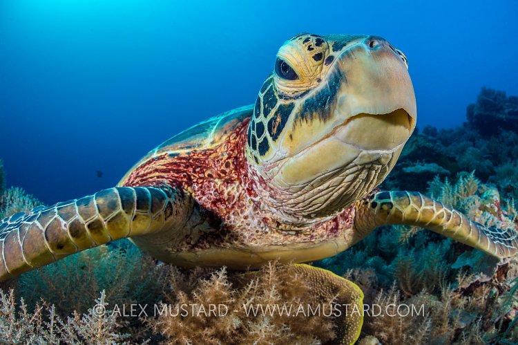 A portrait of a female green turtle (green sea turtle: Chelonia mydas) on a coral reef. Rock Islands, Palau, Mirconesia. Tropical west Pacific Ocean.