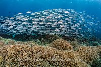 Trevallies Over Reef. Philippines
