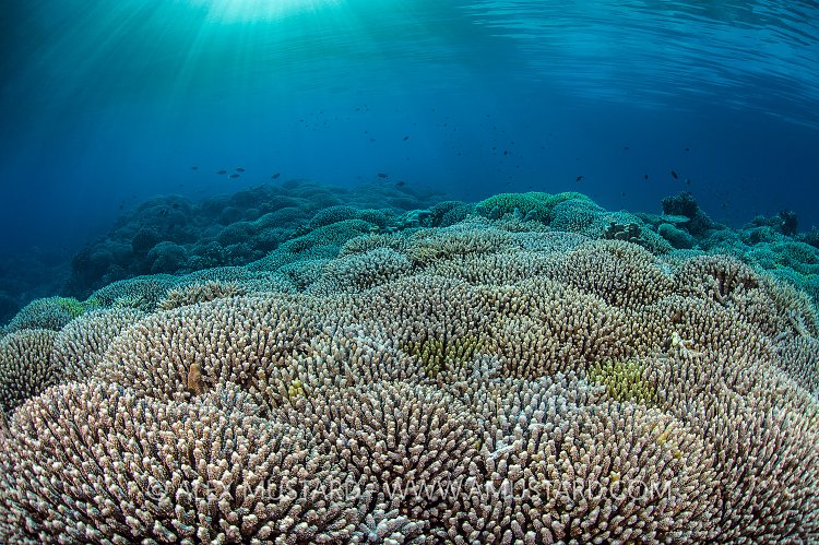 Hard Corals WIth Sunbeams. Philippines