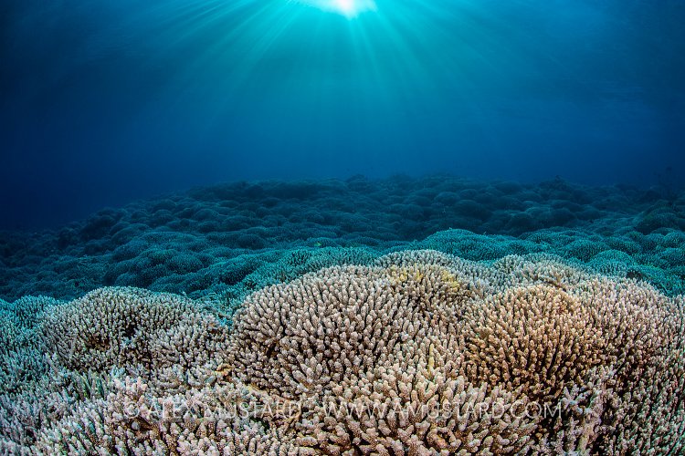 Hard Corals WIth Sunbeams. Philippines