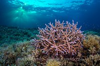 Hard Coral Sunset. Philippines.