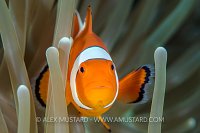 Clownfish In Anemone. Philippines