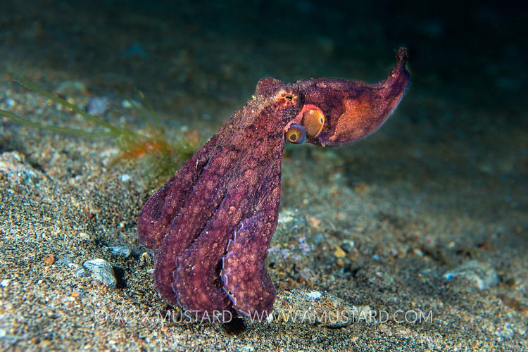 Algae Octopus. Philippines