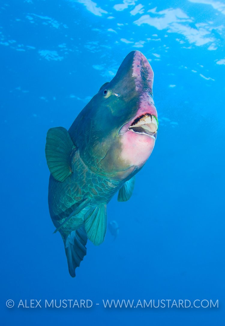 Bumphead Portrait. Malaysia
