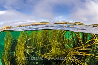 Seaweed Reaches For The Surface. UK