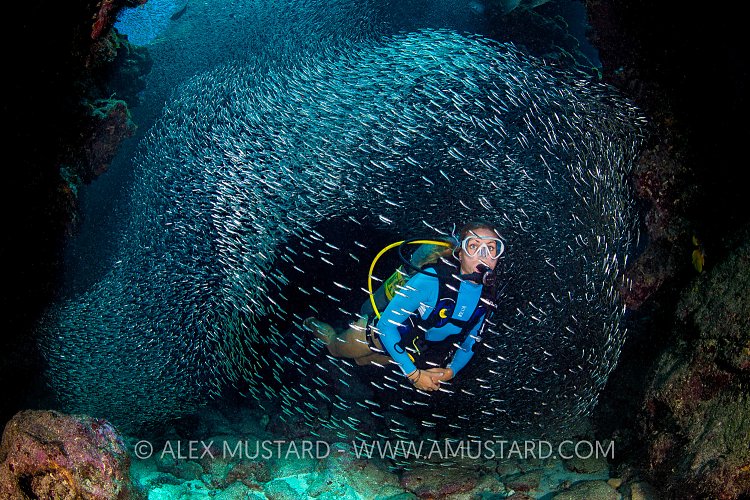 Silverside Diver. Cayman Islands