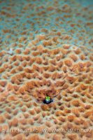 Secretary Blenny In Coral. Cayman Islands