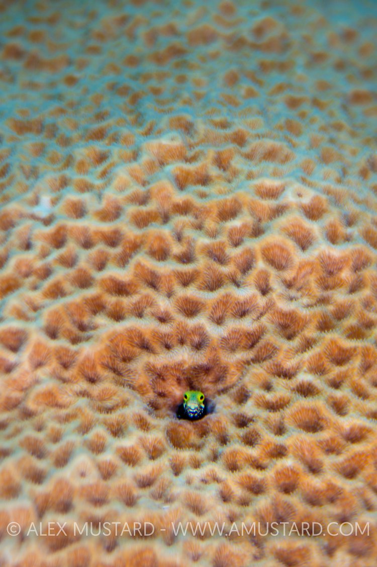 Secretary Blenny In Coral. Cayman Islands