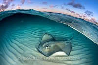 Stingray At Dawn. Cayman Islands