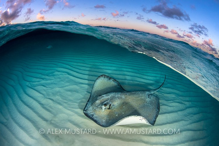 Stingray At Dawn. Cayman Islands