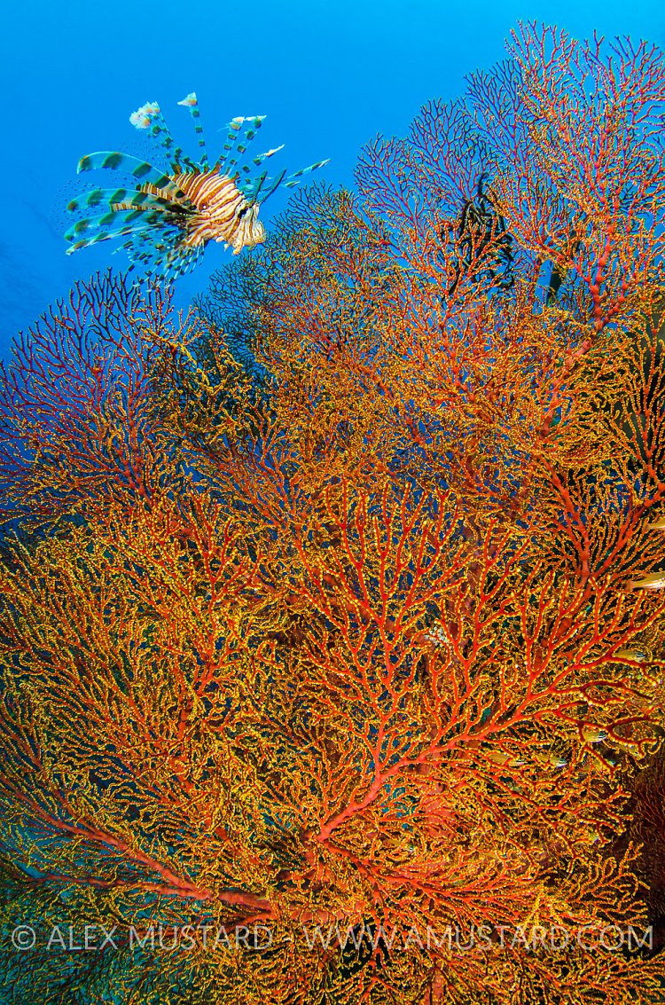 Lionfish And SeaFan. Indonesia