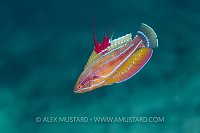 Flasher Display. Indonesia