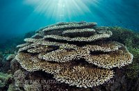 Corals In Sun. Indonesia