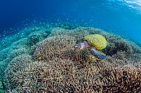 Hawksbill Over Reef. Indonesia