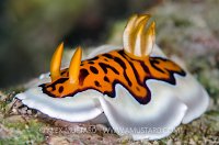 Nudibranch On Reef. Maldives
