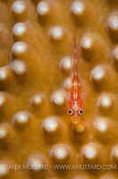 Goby On Coral. Maldives