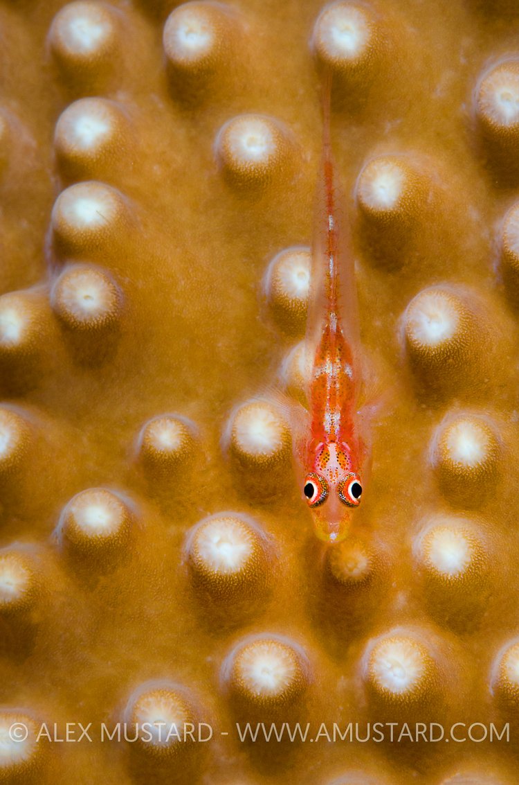 Goby On Coral. Maldives