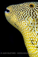 Map Pufferfish Portrait. Indonesia