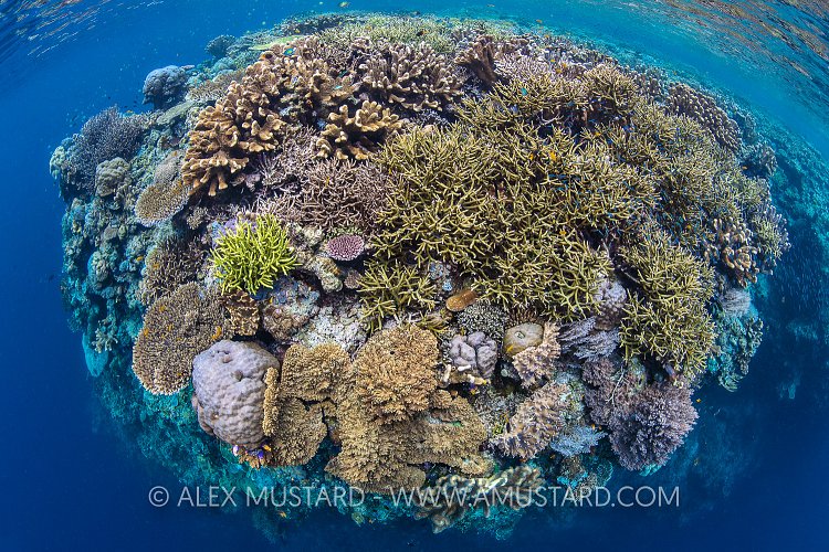 Corals On A Reef. Indonesia