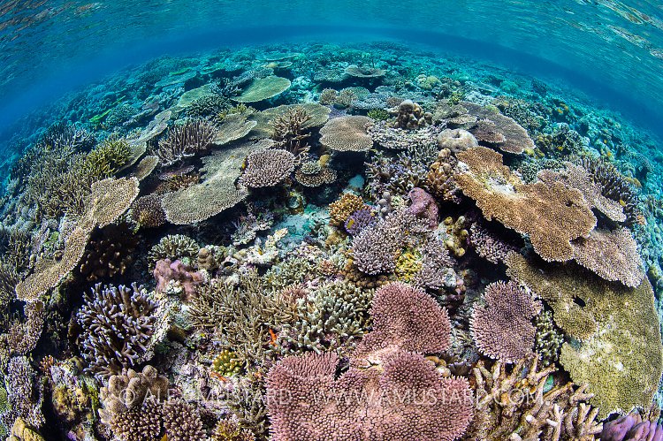 Hard Coral Garden. Indonesia