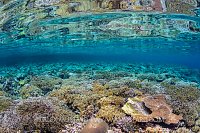 Coral Garden Reflections. Indonesia