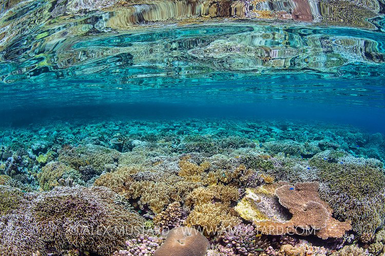 Coral Garden Reflections. Indonesia