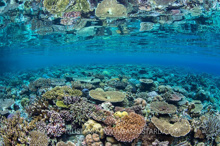 Coral Garden Reflections. Indonesia