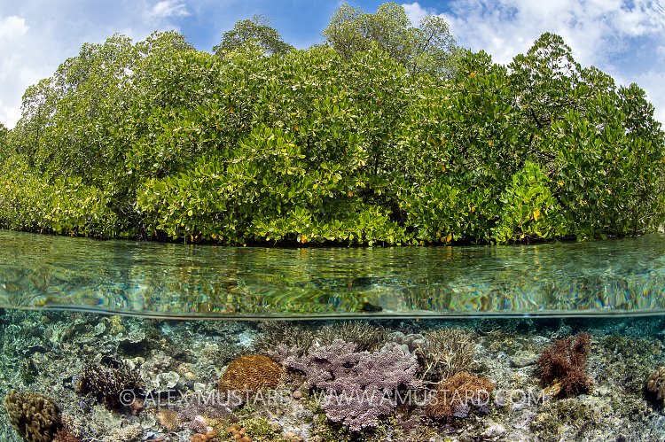 Corals In Mangrove. Indonesia