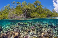 Corals In Mangrove. Indonesia