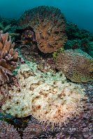 Wobbegong On Reef. Indonesia