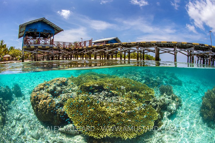 Life Beneath Jetty. Indonesia