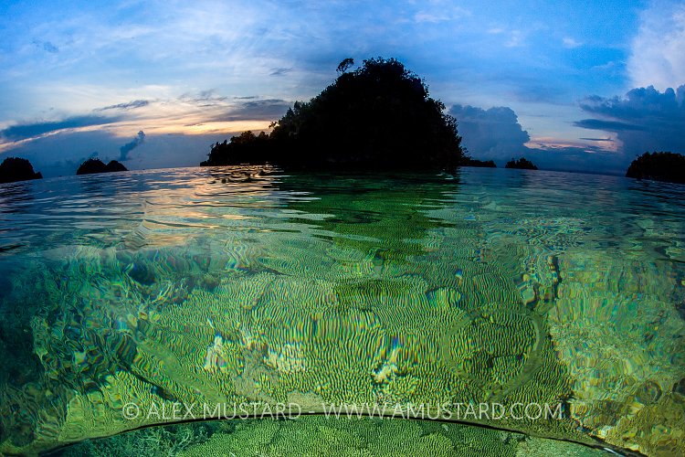 Shallow Water Corals. Indonesia
