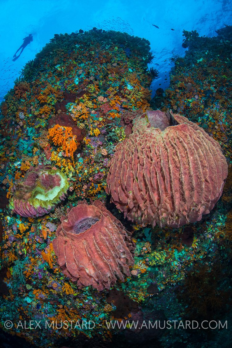 Reef Scene With Sponges. Indonesia