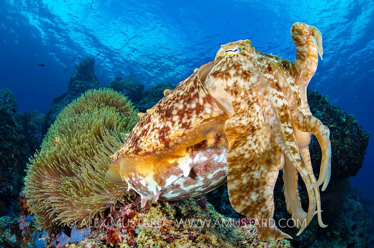 Cuttlefish On Reef. Indonesia
