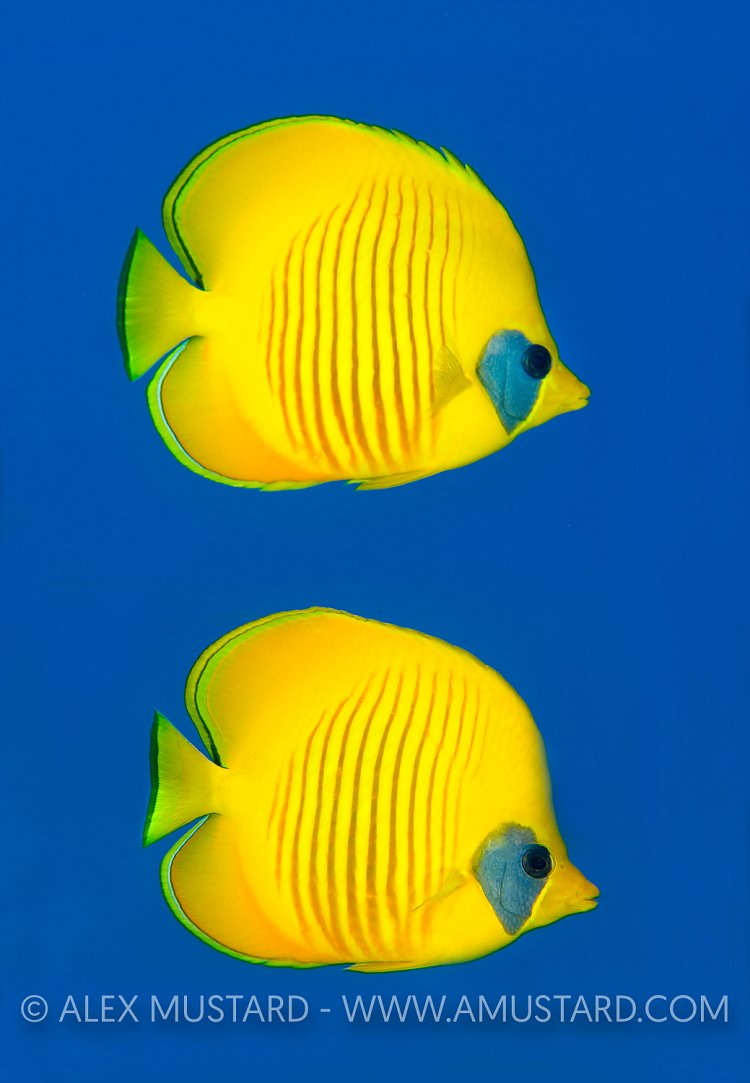 Masked Butterflyfish (Chaetodon semilarvatus), Ras Mohammed, Red