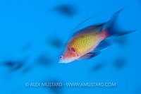 Anthias Blur. Egypt
