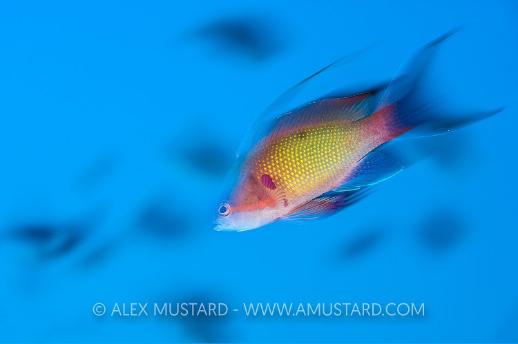 Anthias Blur. Egypt