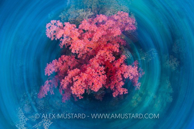 Soft Coral Spin. Egypt