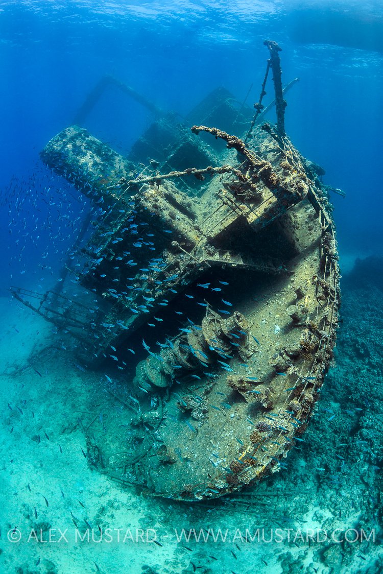 Giannis D Stern. Egypt