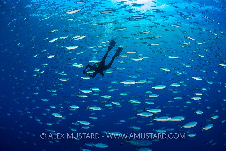 Schooling Fusiliers. Egypt