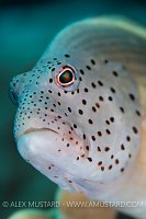 Forsters Hawkfish Portrait. Egypt